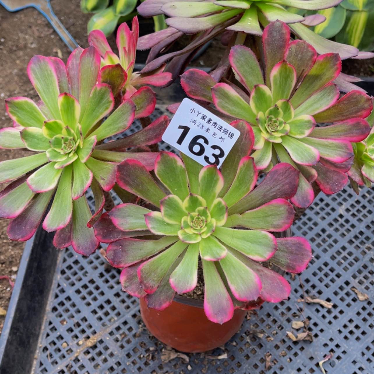 【闪购商品】163金刚多肉