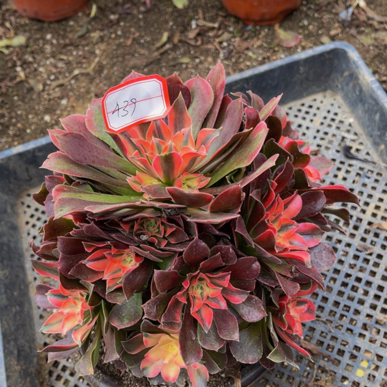 【闪购商品】439香妃多肉
