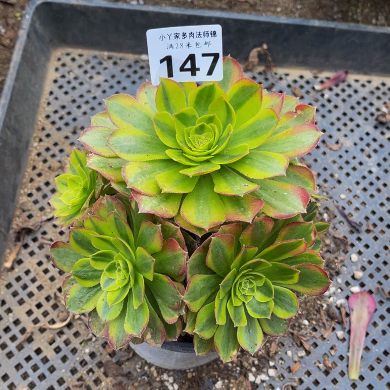 【闪购商品】147奶白锦