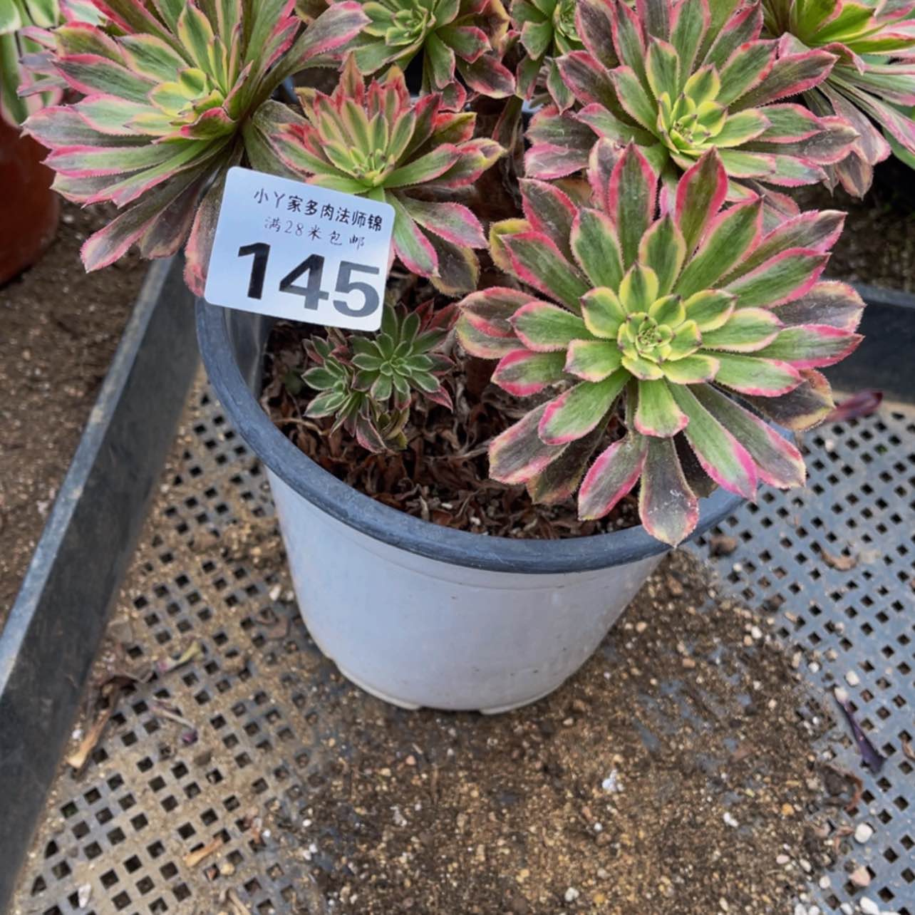 【闪购商品】糖果粉黛145多肉