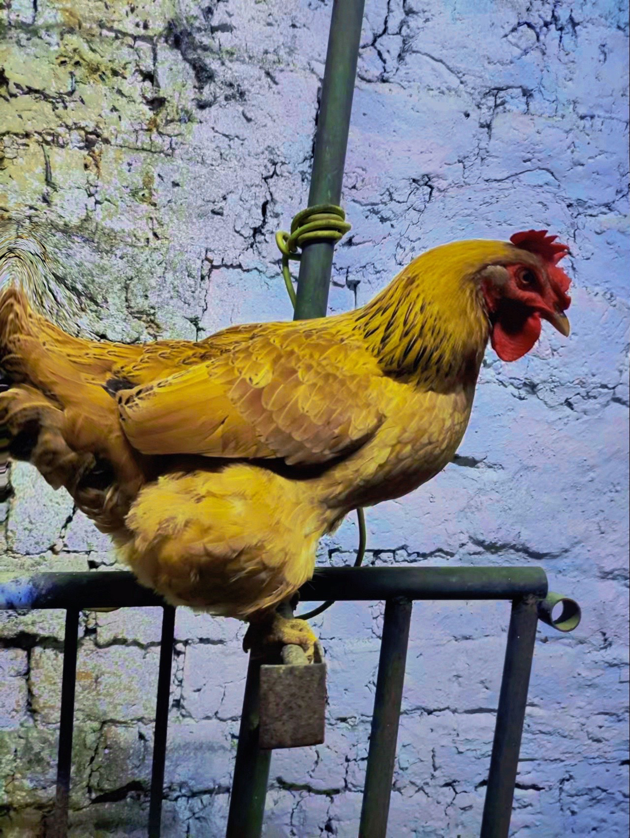 2-5年老母鸡正宗农村散养五谷杂粮喂养生鲜宰杀冷链包邮