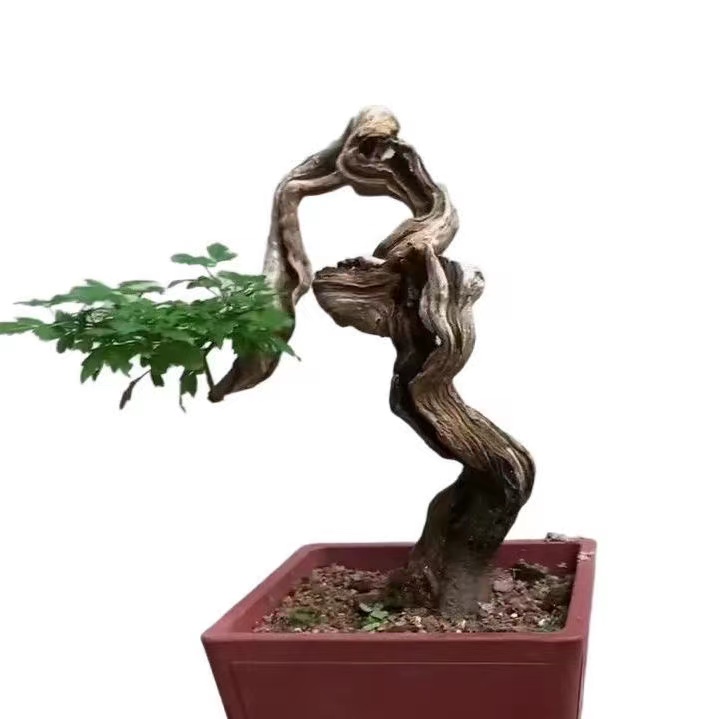 黄荆盆景盆栽栽培绿植舍利镂空南北方室内外微景观雅致大型园艺