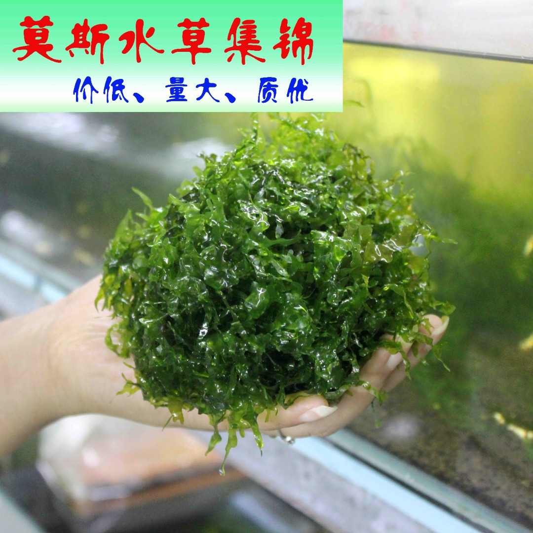 鱼缸水草散装怪蕨莫斯新手三角火焰珊瑚摩丝草垂泪慕斯莫斯水草