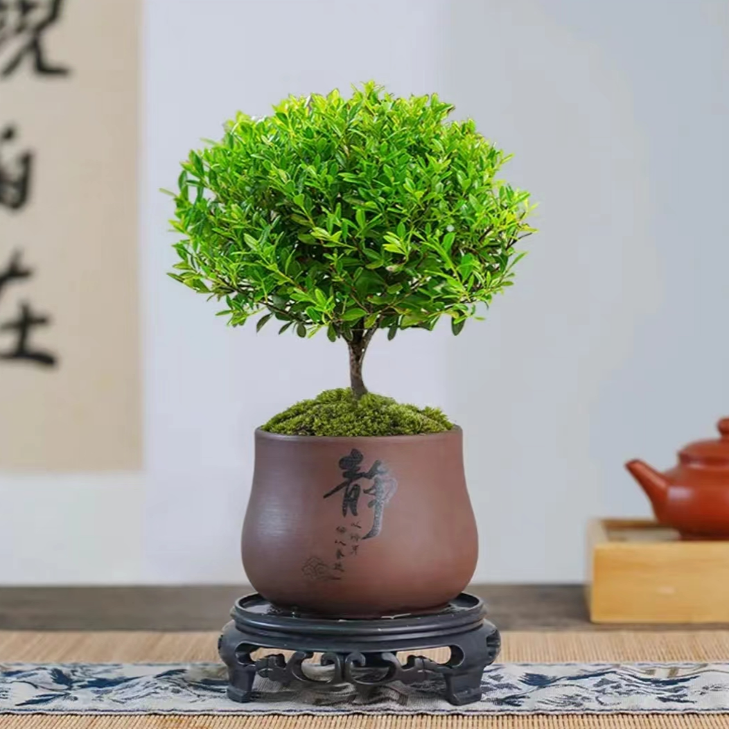 盆栽办公室内绿植摆件鲜活绿植