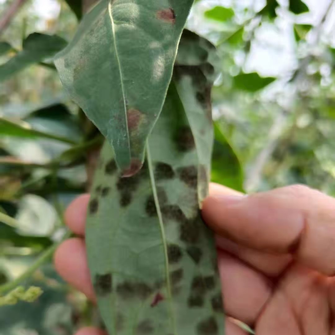 豇豆叶霉专用组合