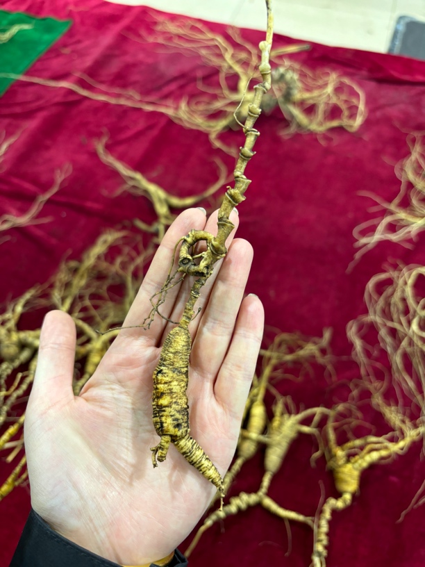 芦头较长，形状多样，有马牙芦、堆花芦，有细密的横纹。