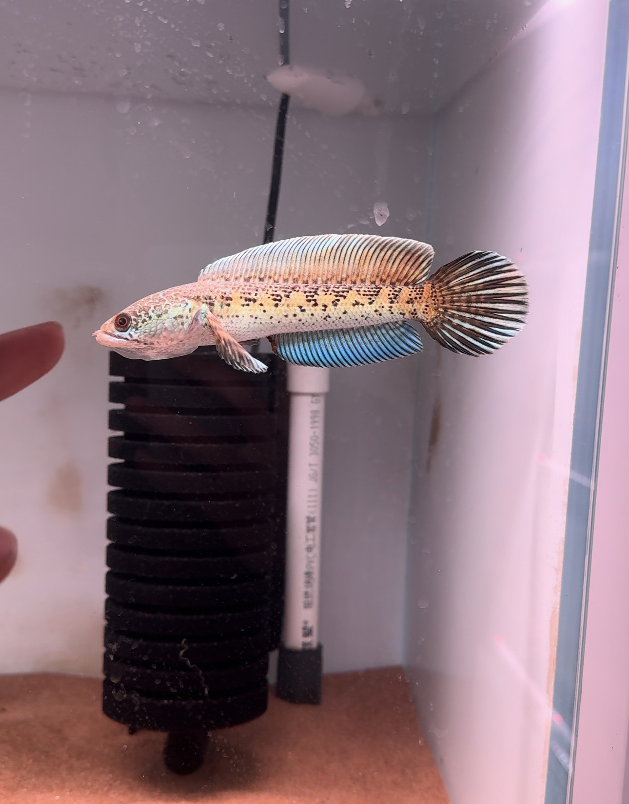 国内繁殖人工眼镜蛇