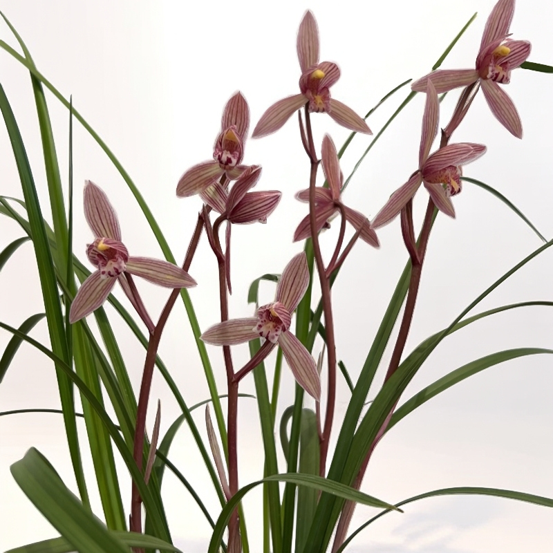 莲瓣兰兰花一物一拍