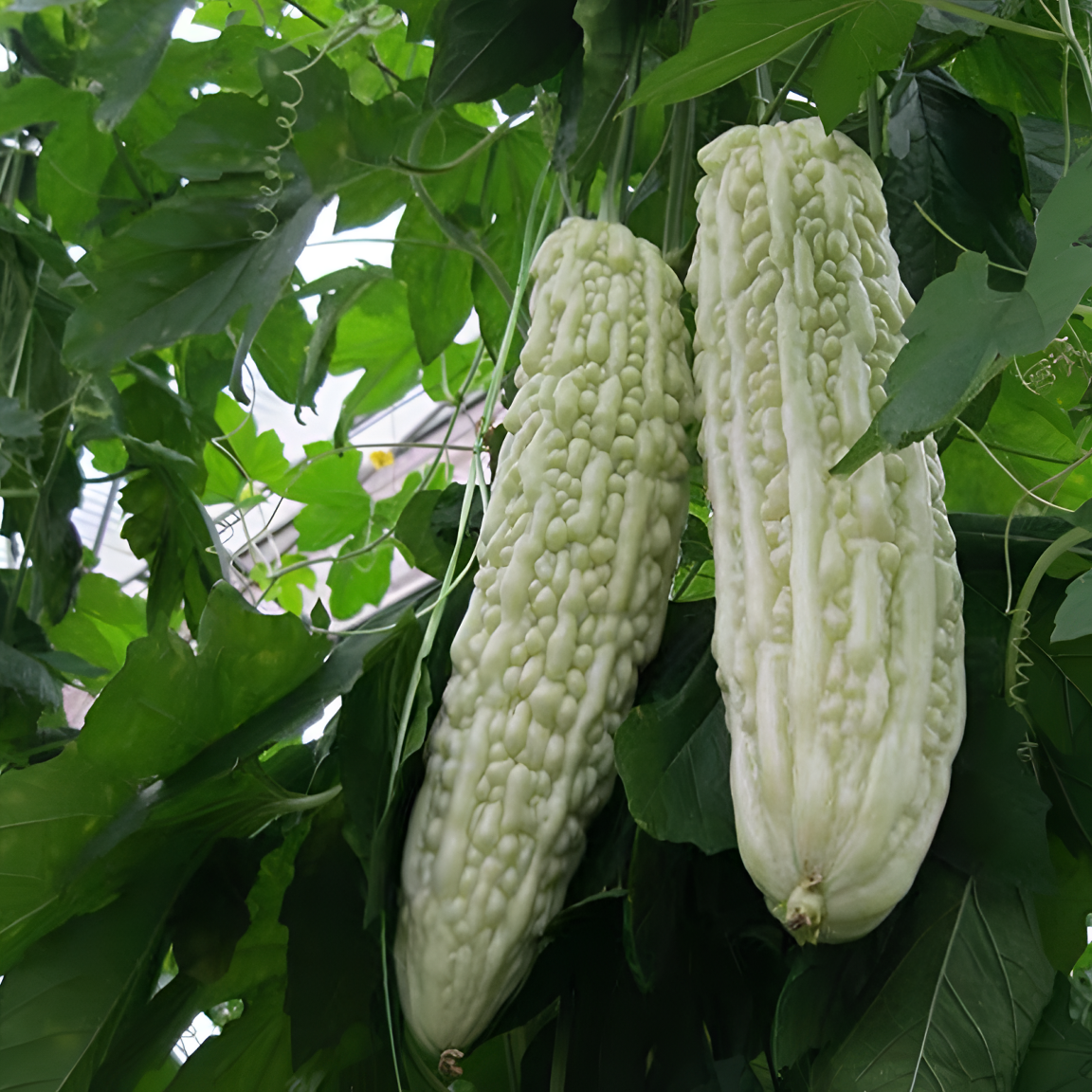 【禾田农业】农家自种老品种白苦瓜新鲜采摘肉厚鲜嫩脆嫩凉瓜