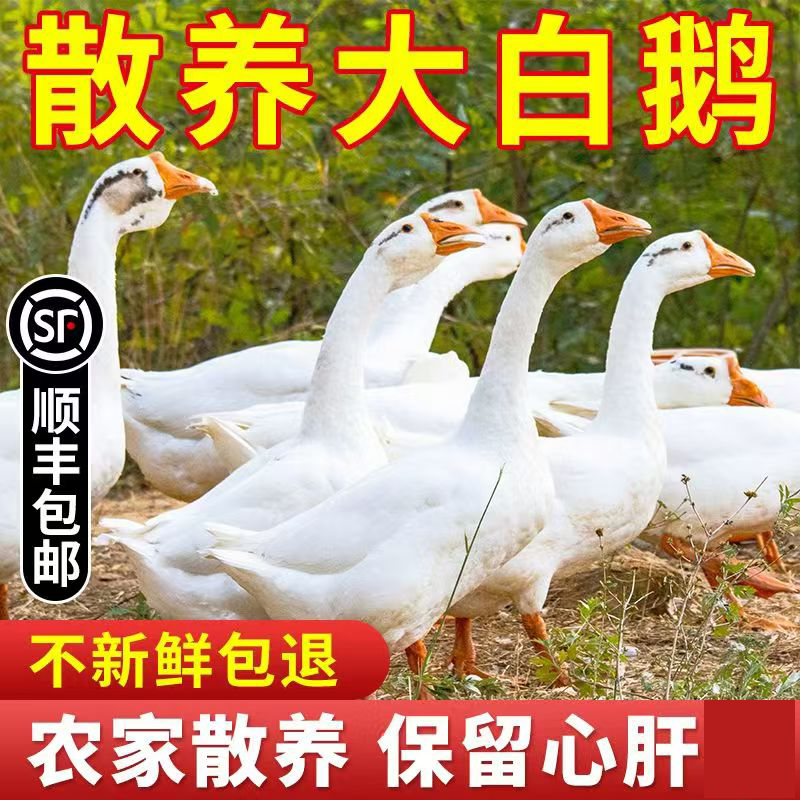 【买一送一】【一鹅一鸭】大白鹅带掌翅1只净重5斤左右 大鹅带内脏
