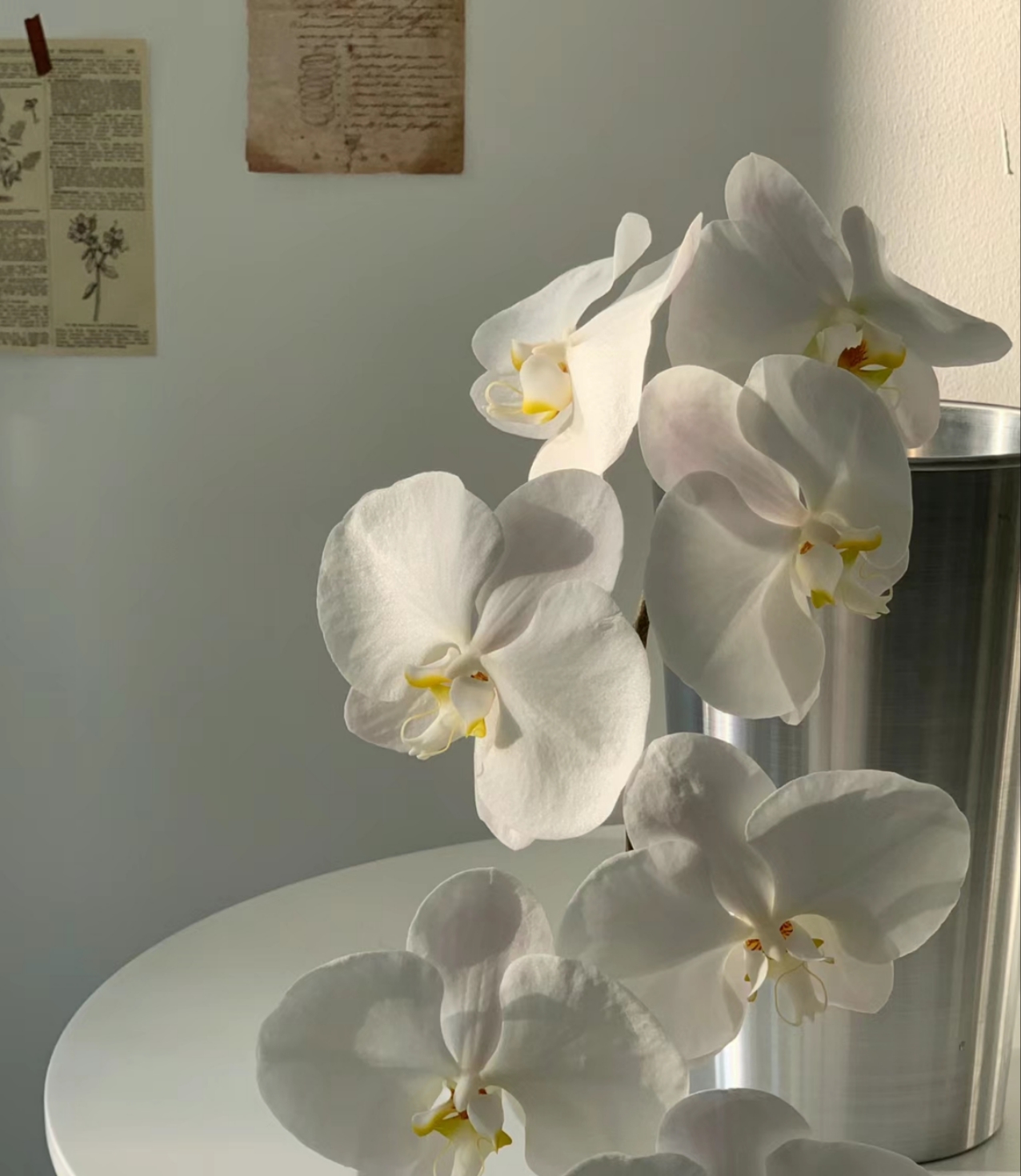 【10支B级大白V8-白色蝴蝶兰鲜切花】6-7头/支 。种植基地养护！