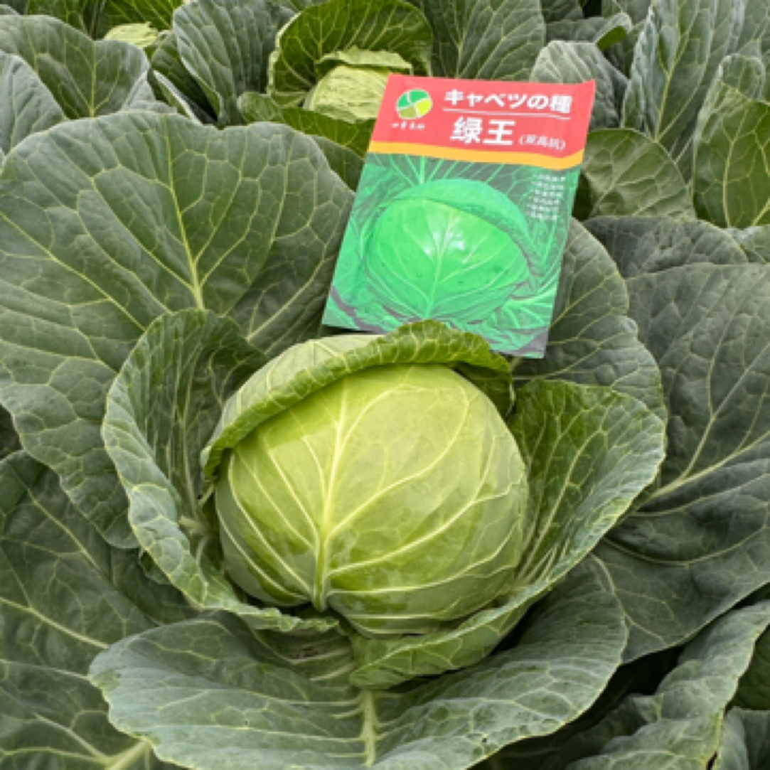 四季良种绿王甘蓝种子