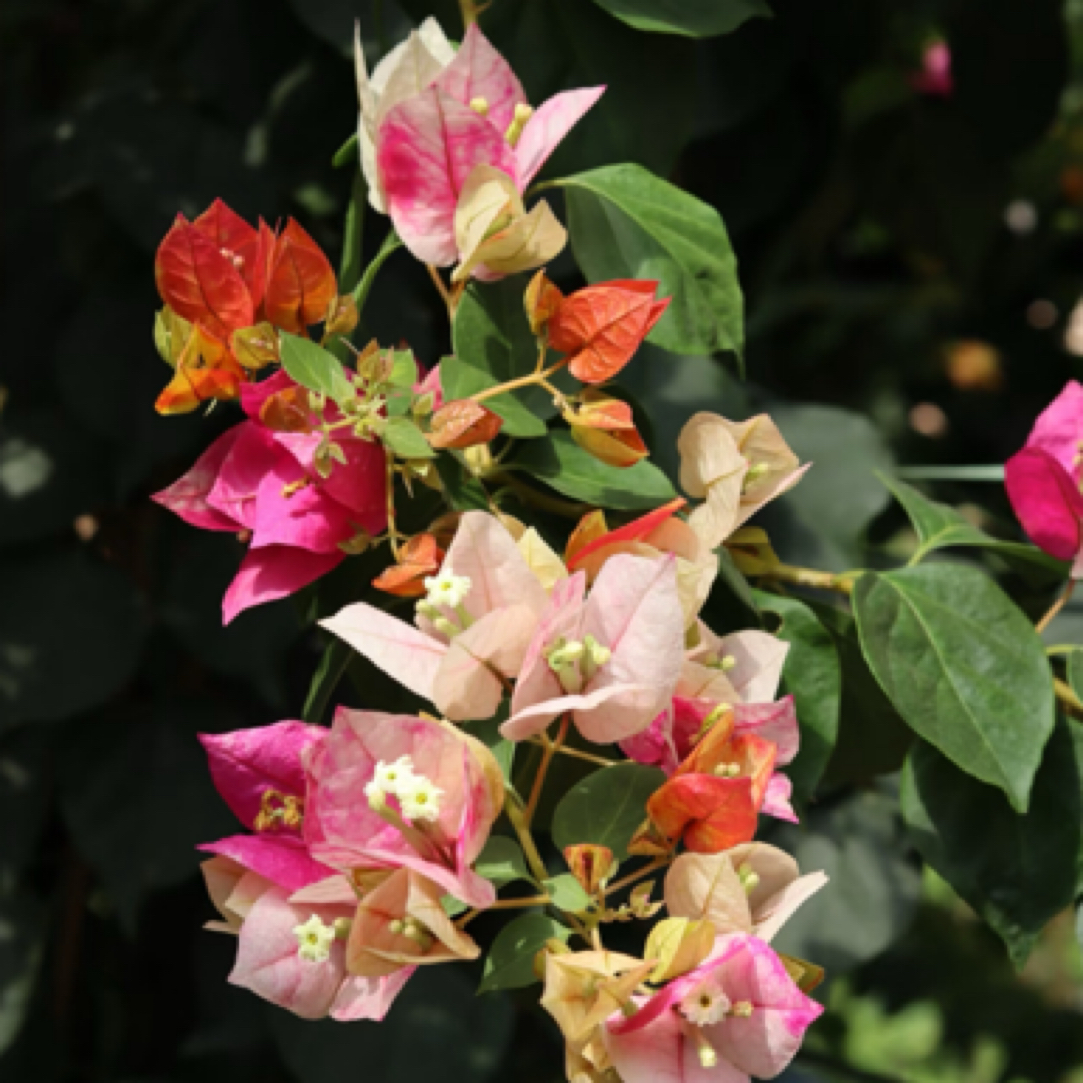 森朴【花叶品种二颗】三角梅随机发不指定（福利款不售后）