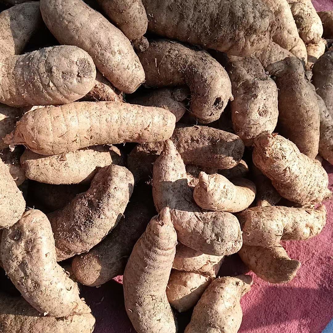 秦岭农家特产天麻现挖现发新鲜天麻