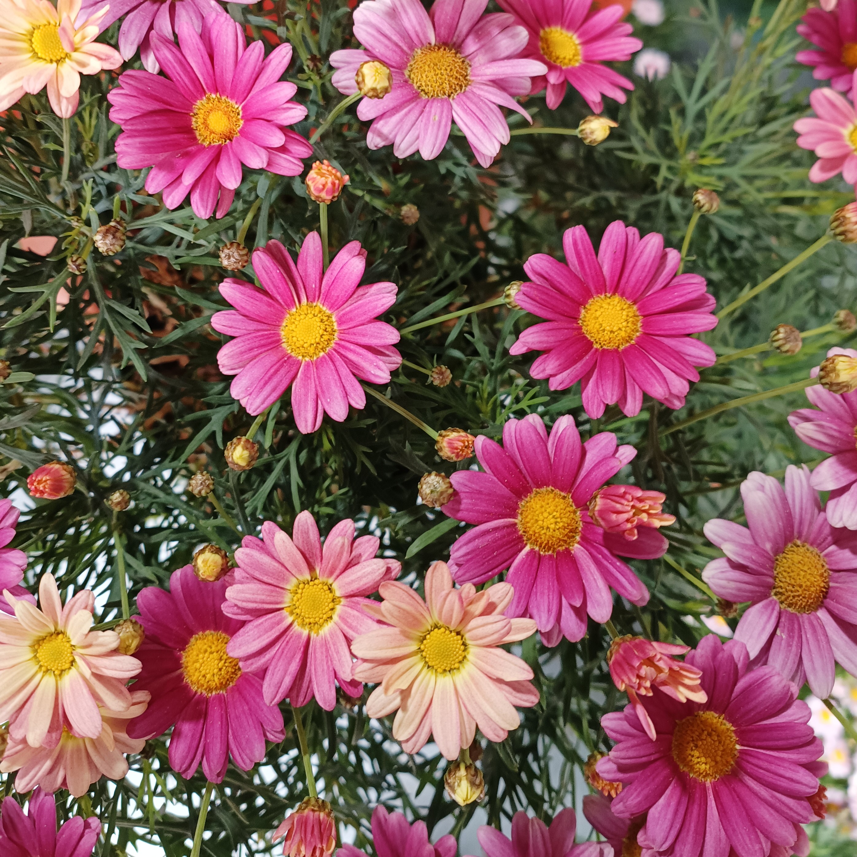 玛格丽特糖果色多年生灌木一花多色一树多色糖果香味