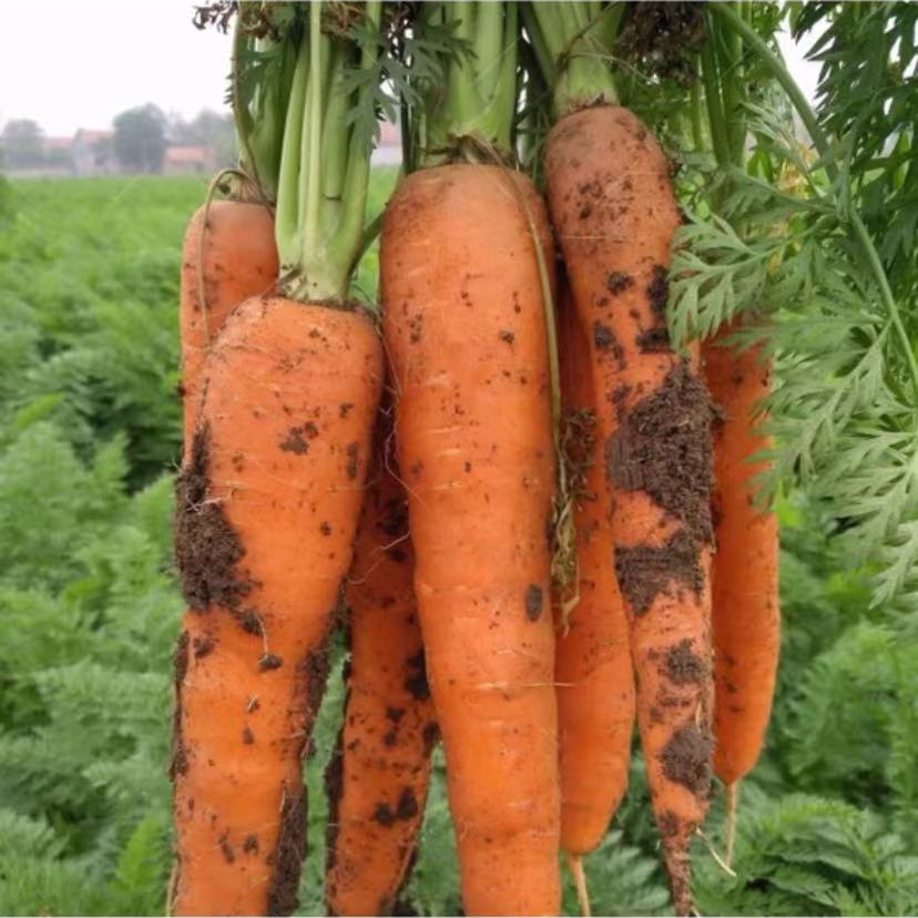 三斤有机转换认证胡萝卜香甜脆爽无农药无化肥3斤装