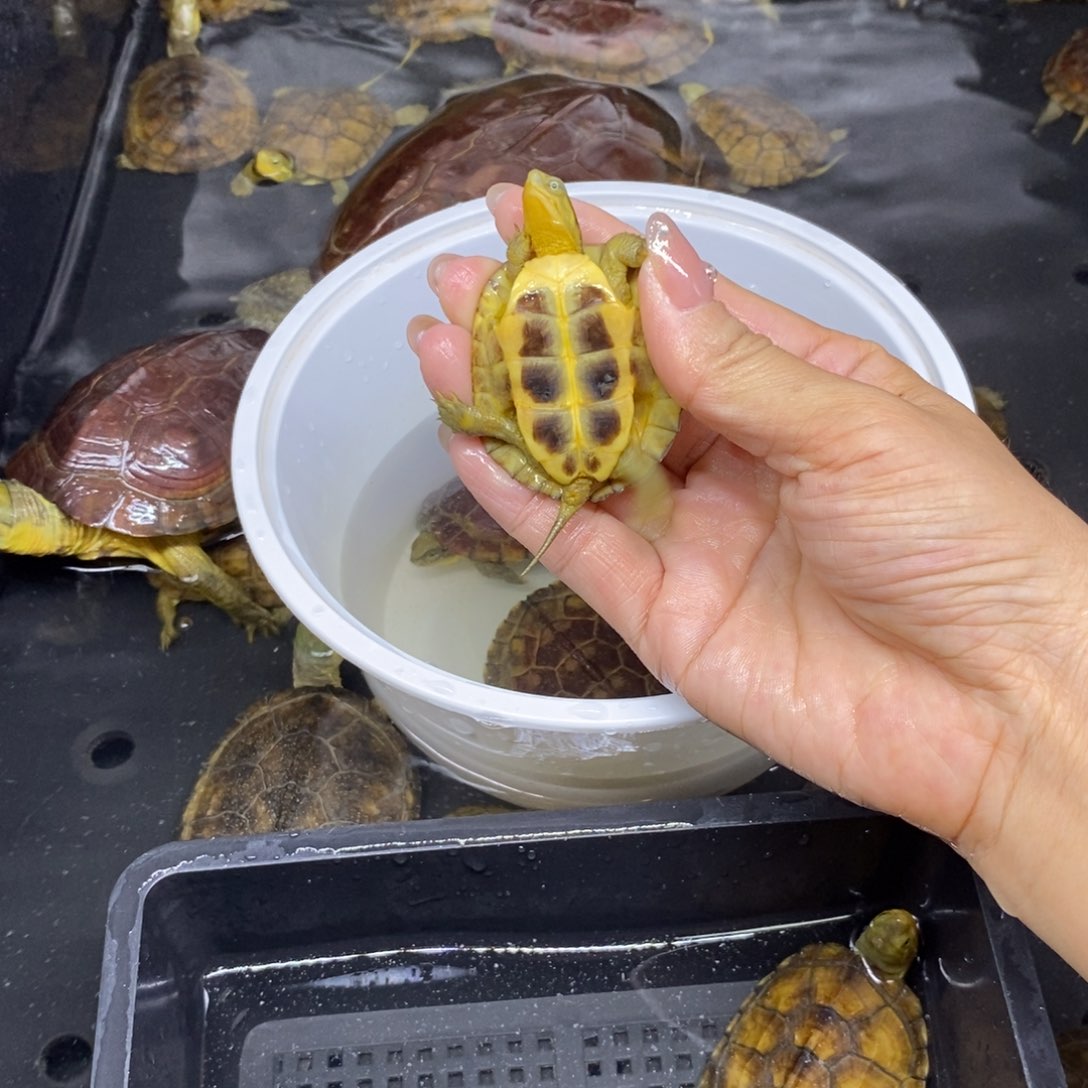 黄喉拟水龟公母搭配炀