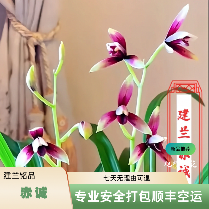 旭槿高品-赤诚建兰兰花盆栽四季兰养兰必有款建兰三剑客老二