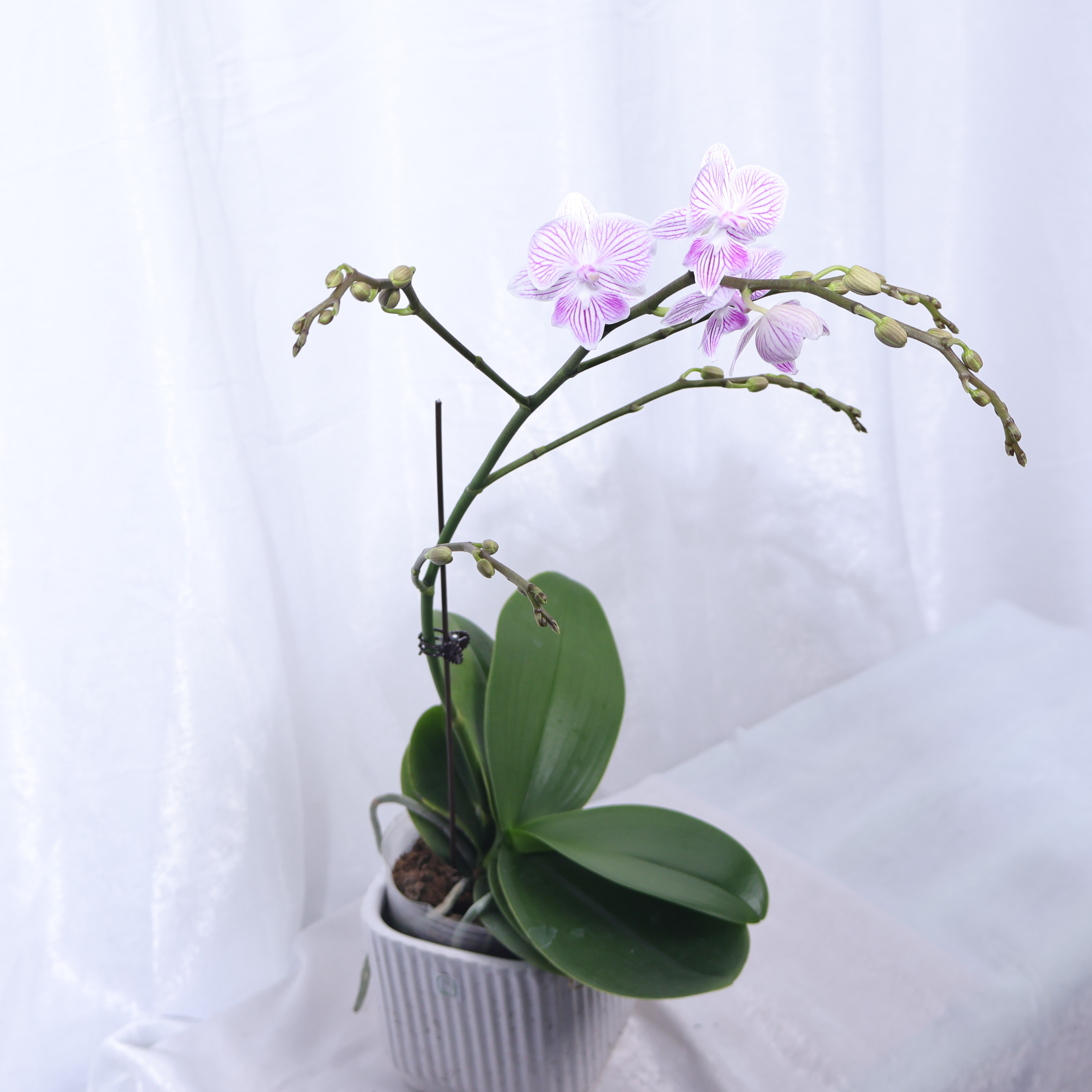 蝴蝶兰樱花带花带花苞发货