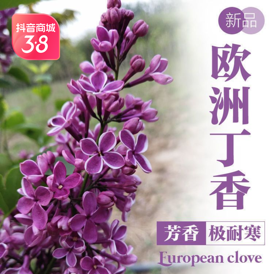 欧洲丁香花树苗浓香花苗花卉植物耐寒庭院绿化四季室外浓香型盆栽