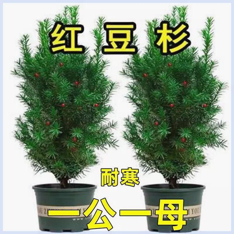 正宗红豆杉盆栽树苗曼地亚红豆杉绿植四季常青耐寒南北方四季栽植
