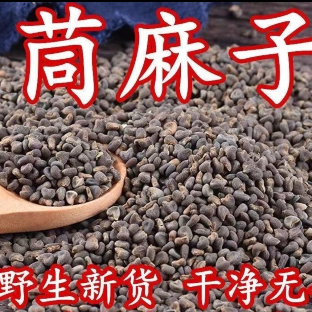 苘麻子炒苘麻籽麻果籽新货饱满磨盘草种子干净无杂无沙茼麻子500g