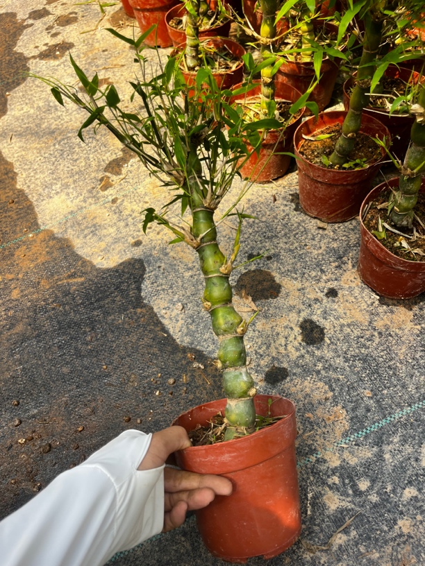 竹生空野外，梢云耸百寻，室内观赏竹，翡翠佛肚竹，金丝佛肚竹