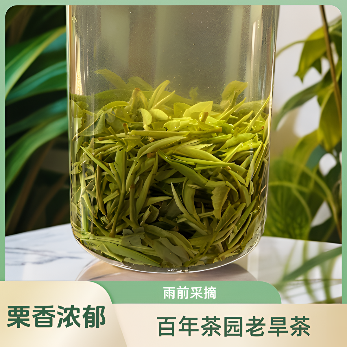信阳毛尖2025雨前楼头【老旱茶】