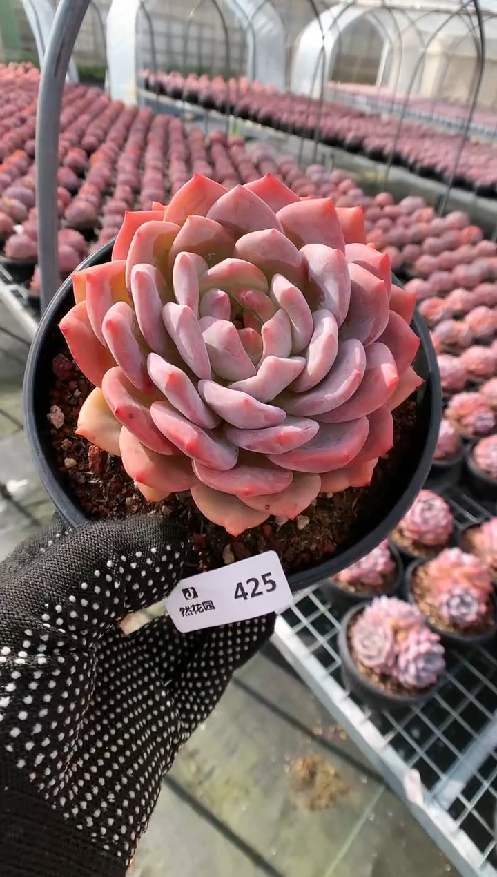 【闪购商品】425梦露一物一拍