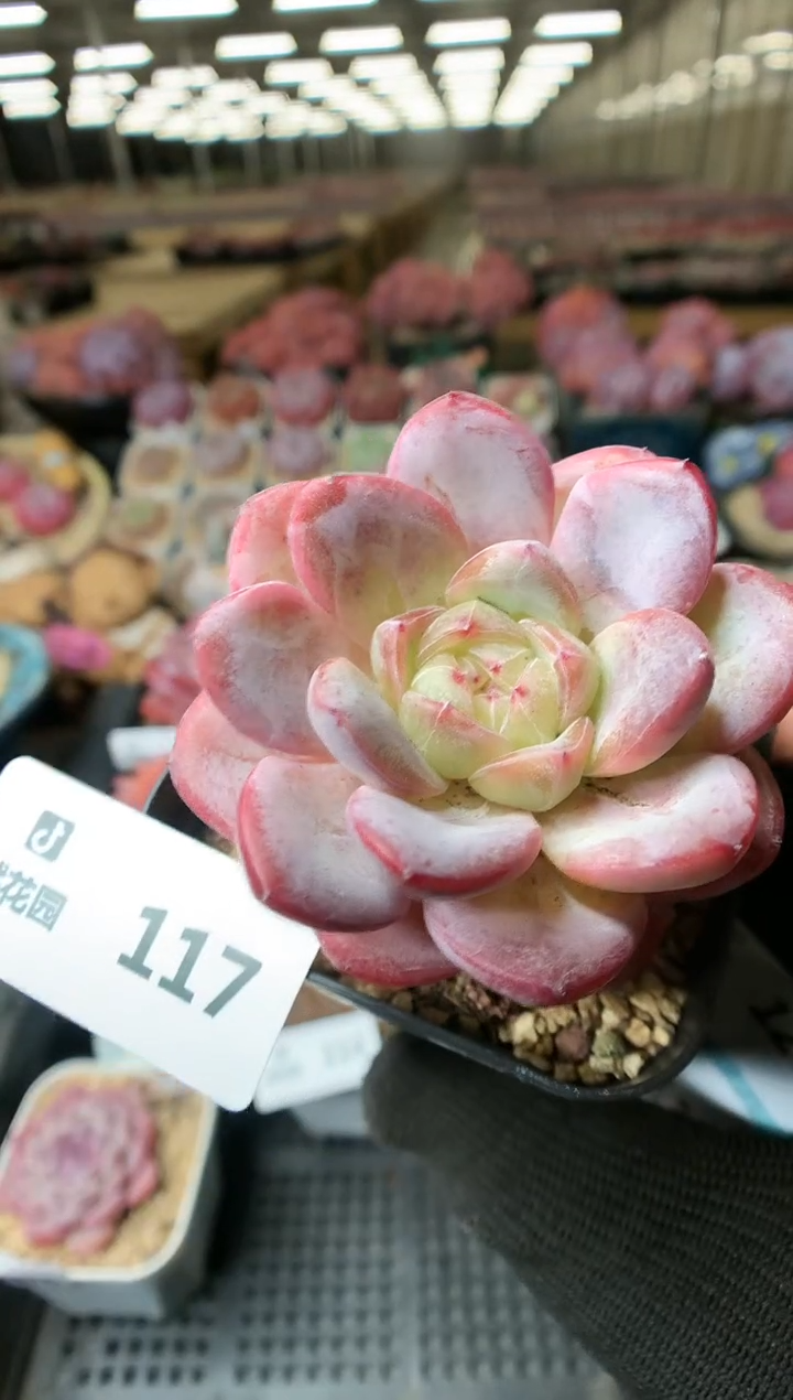 【闪购商品】117星星珍妮一物一拍