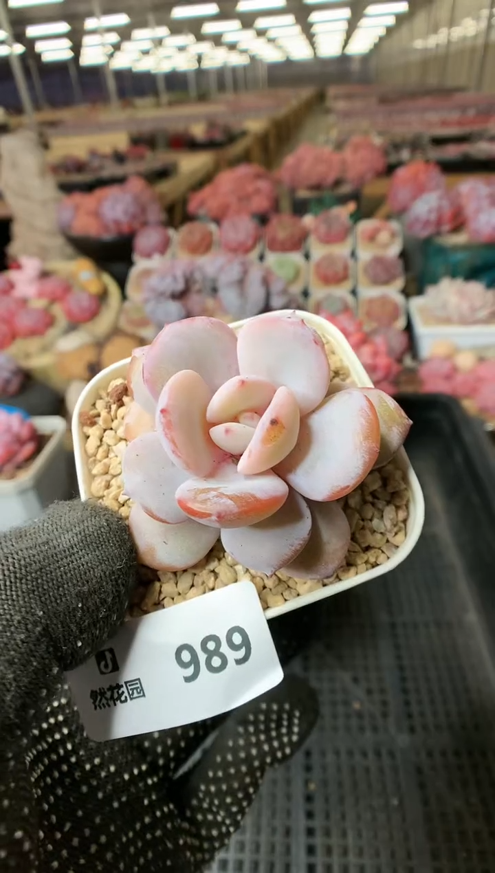 【闪购商品】989奶茶一物一拍