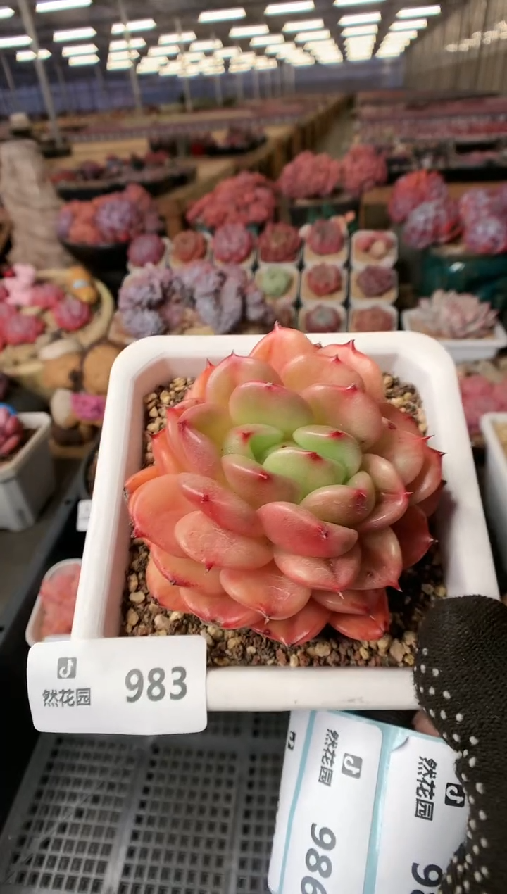 【闪购商品】983梦露香奈儿一物一拍