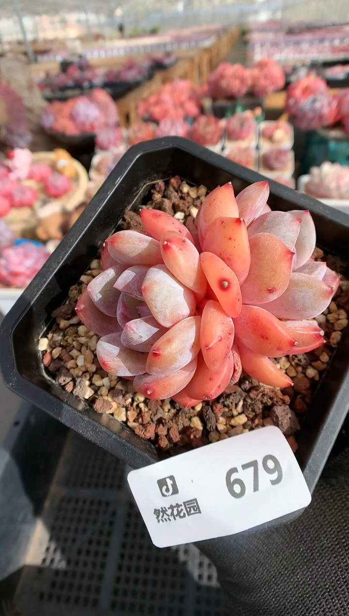 【闪购商品】679雪天使一物一拍