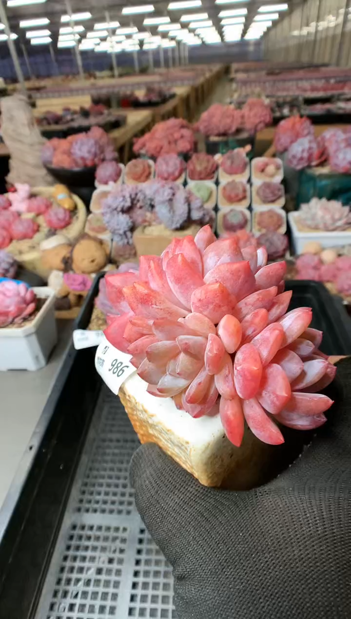 【闪购商品】986雪天使一物一拍