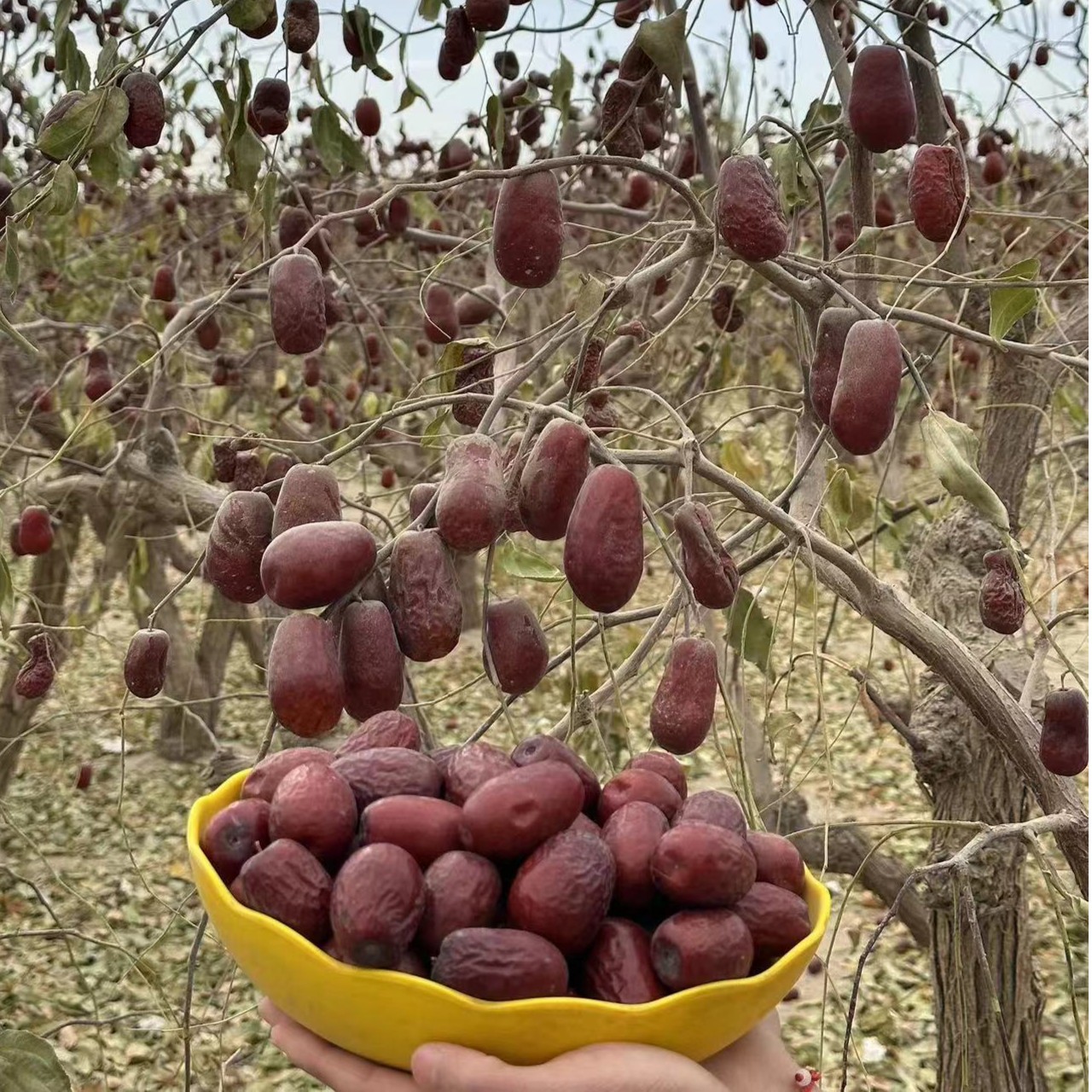 新疆和田大枣（二三级混合装)3-3.5厘米左右产地直发不加工