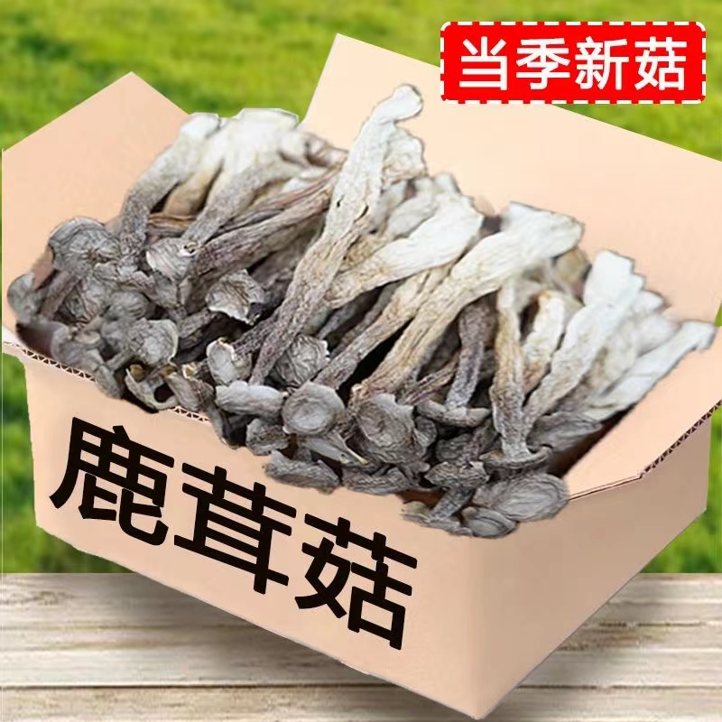 【无干燥剂】新鲜干货鹿茸菇自然晒干人工挑选美味营养鹿茸菌鲜香