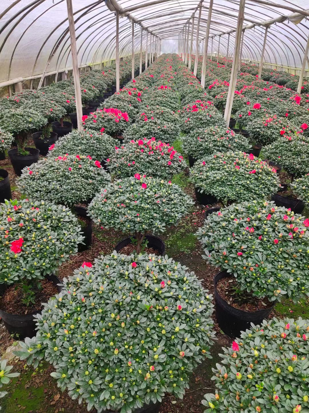 【一物一拍】比利时四季杜鹃花室内庭院花园好养植物顺丰包邮送肥料