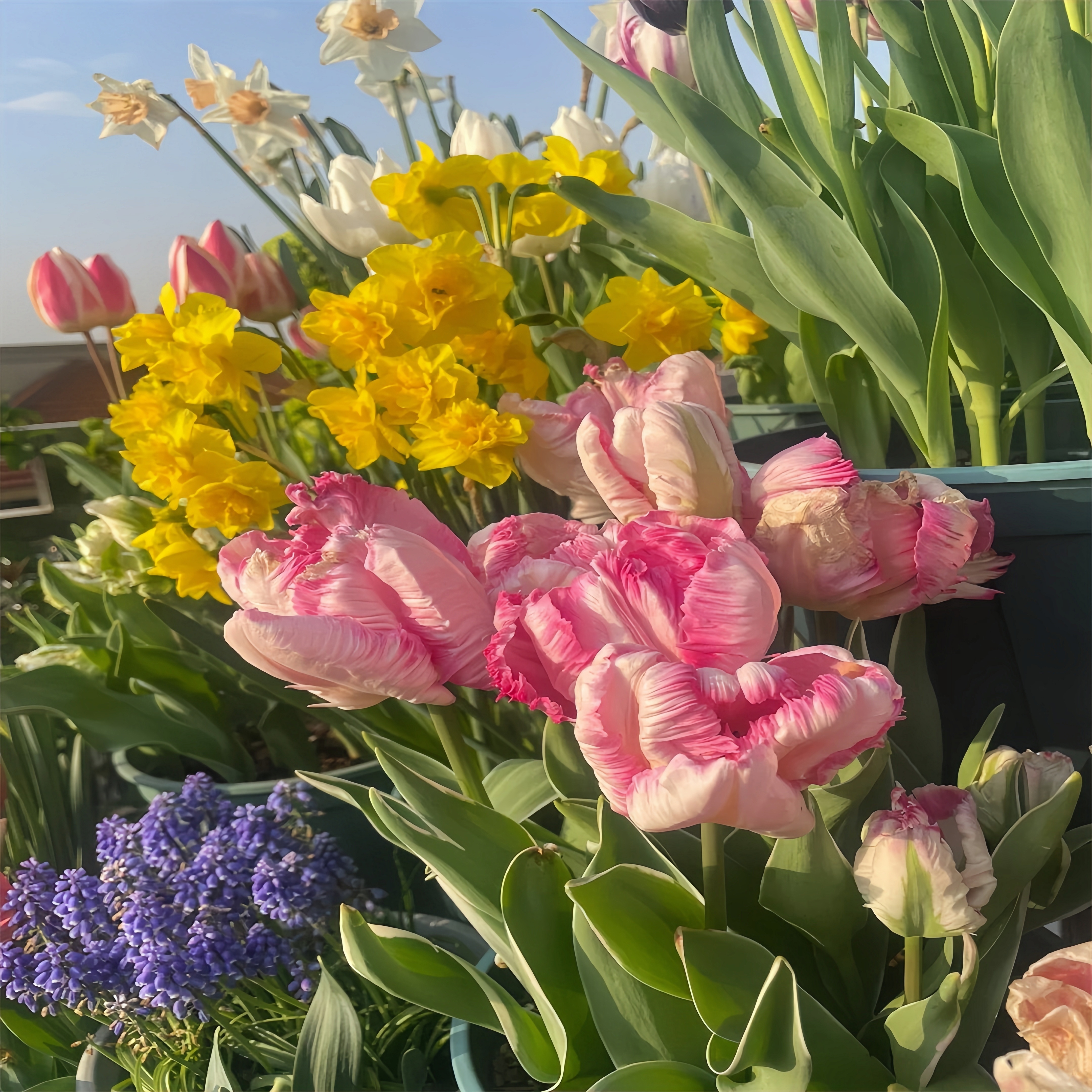 水土培包对版阳台耐寒好养【只卖真货】荷兰进口郁金香大球种球花卉