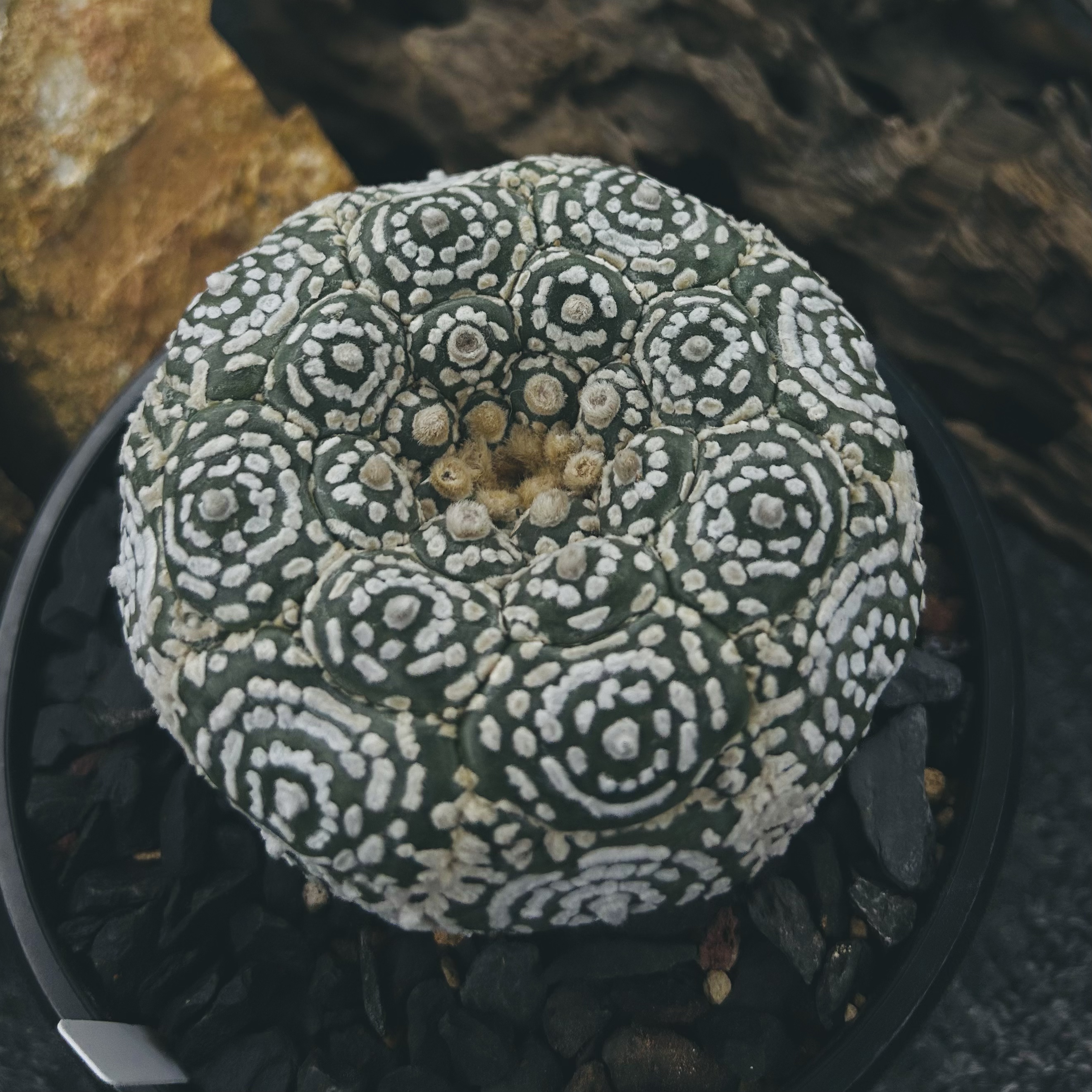 DD-03 实生转嫁接 佛头龟甲兜 9.4公分