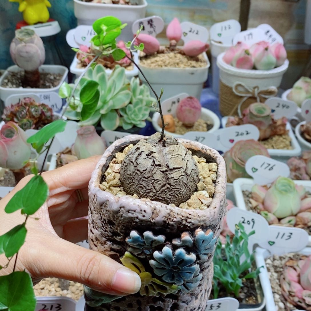 龟甲龙。          一个 不含盆