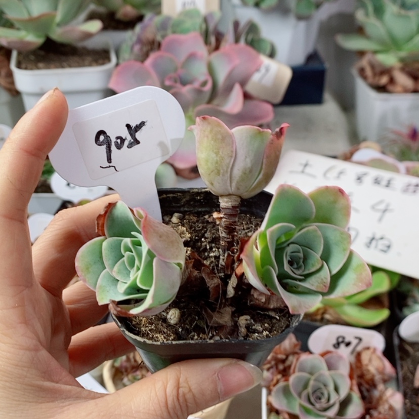 【闪购商品】罗拉905
