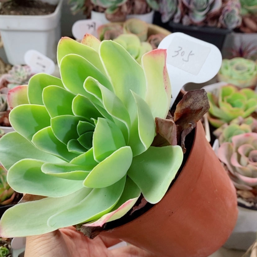 【闪购商品】耶罗305