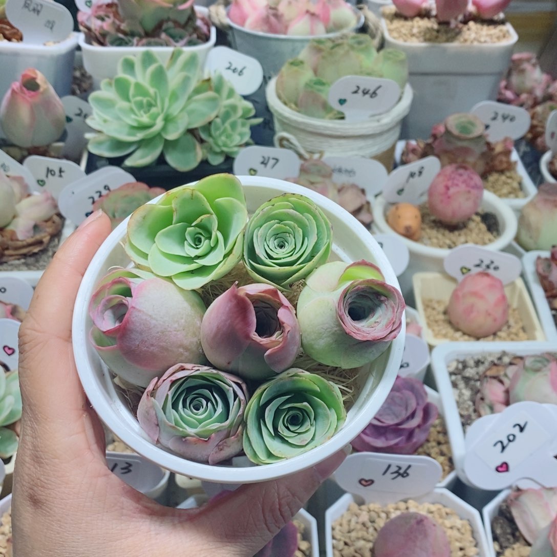 甜心小花桶7颗3公分左右（量拍）