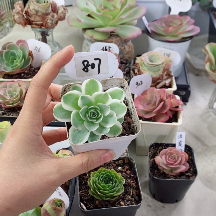【闪购商品】黄锦807