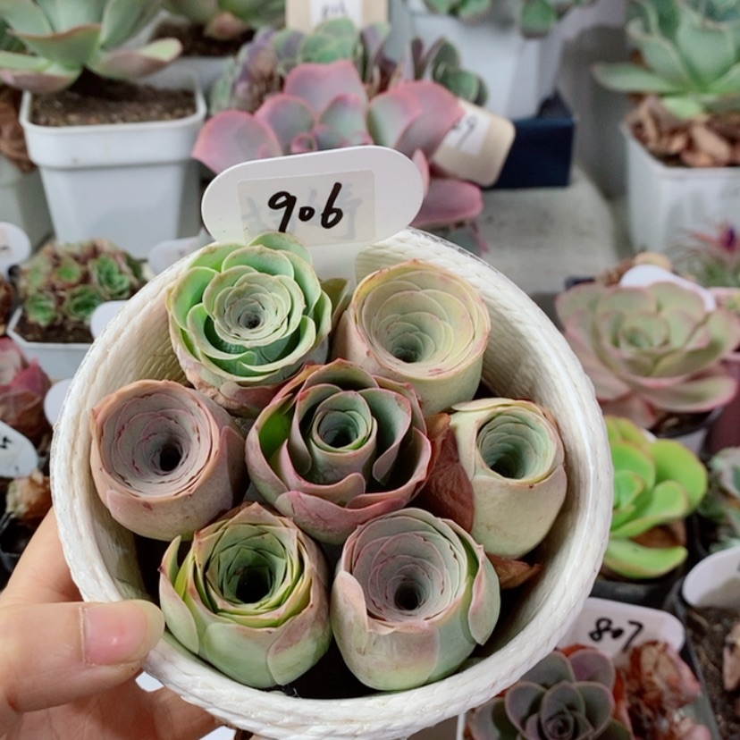 【闪购商品】花篮906
