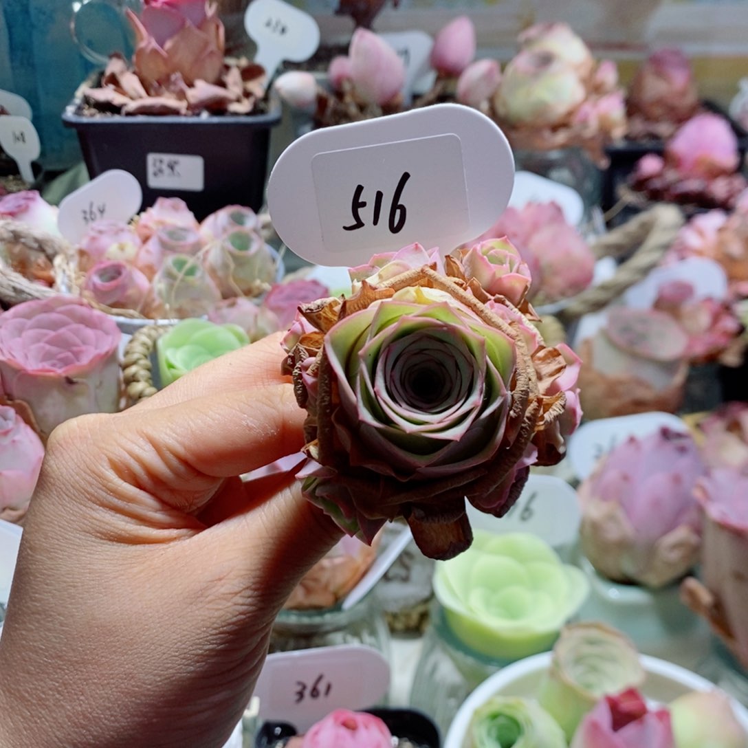 蜜桃精灵手捧花516。