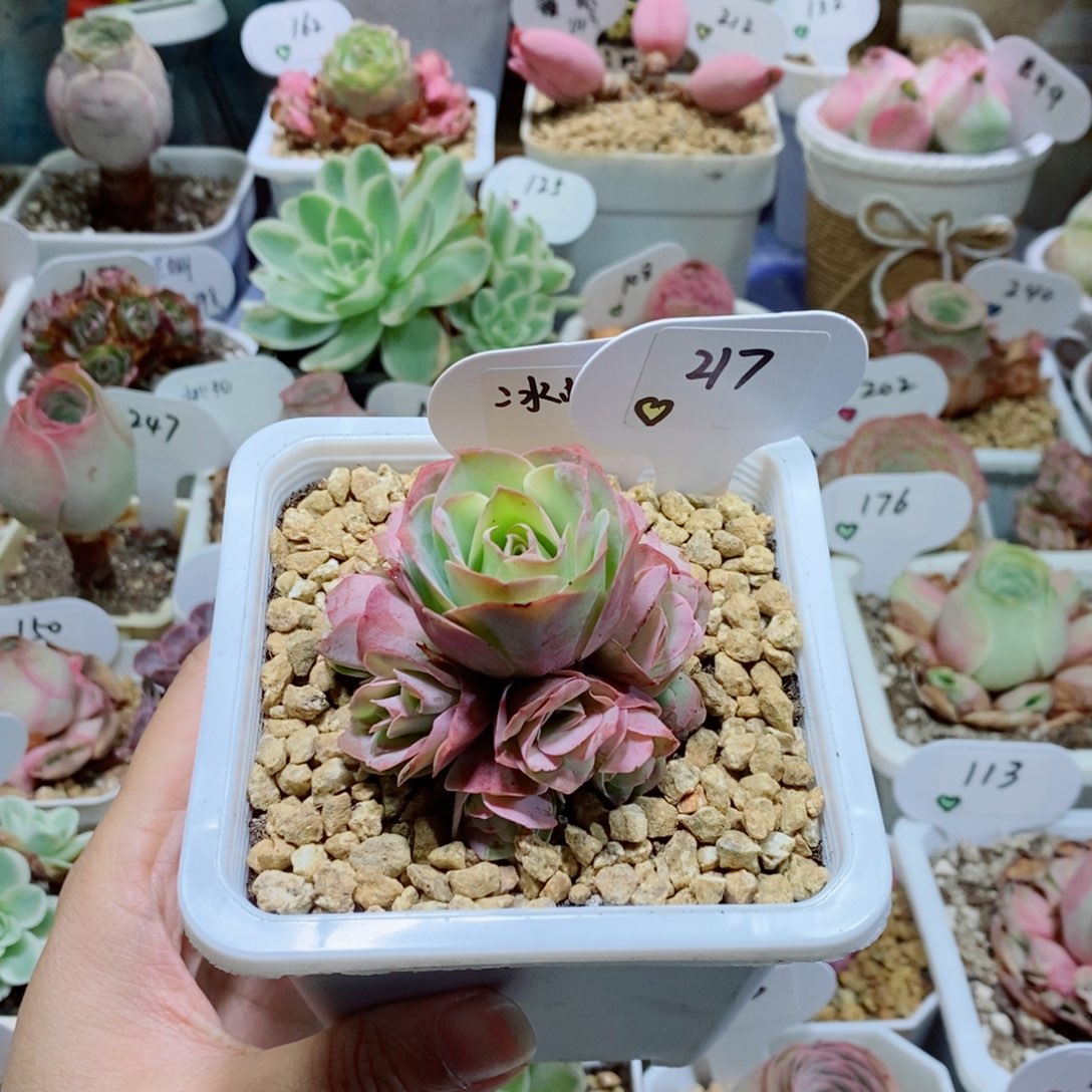 冰帕手捧花（山地玫瑰）217。