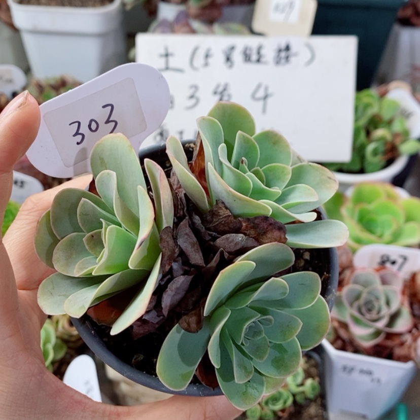 【闪购商品】耶罗303