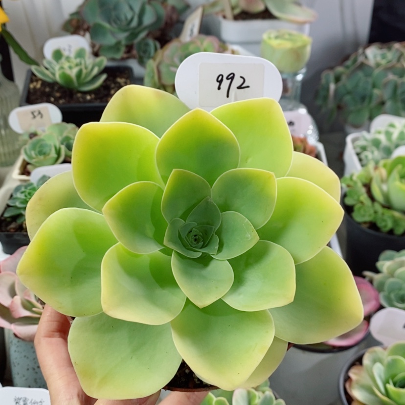 【闪购商品】鸡蛋992
