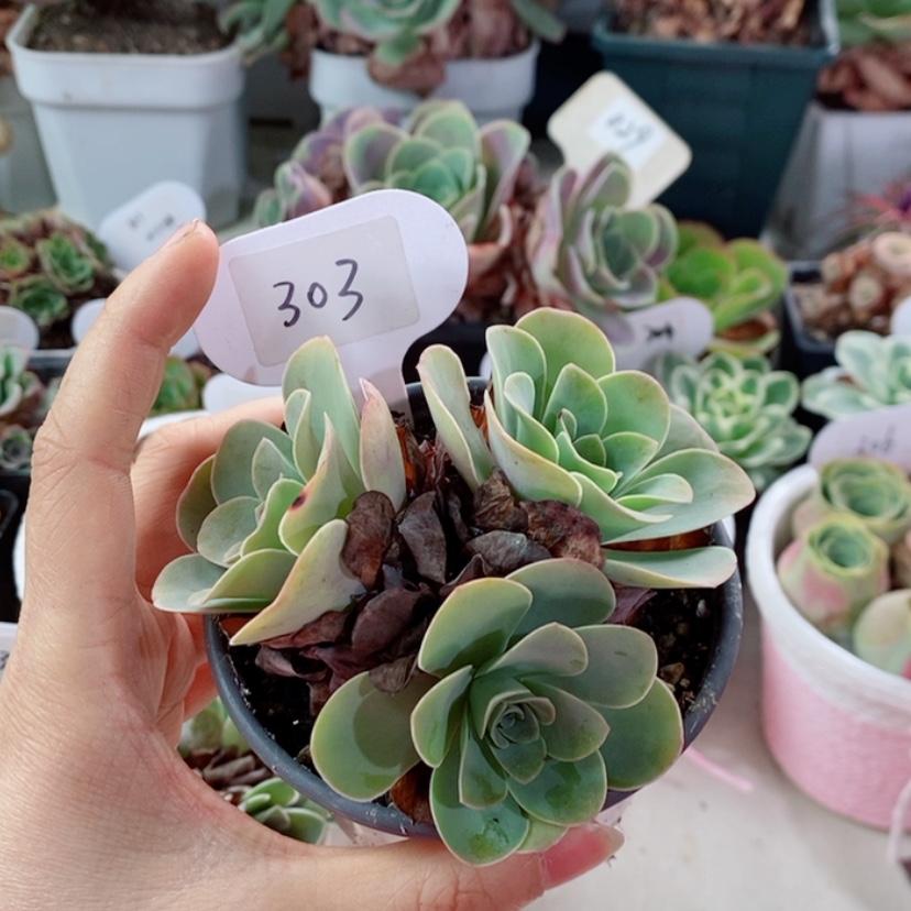 【闪购商品】耶罗303